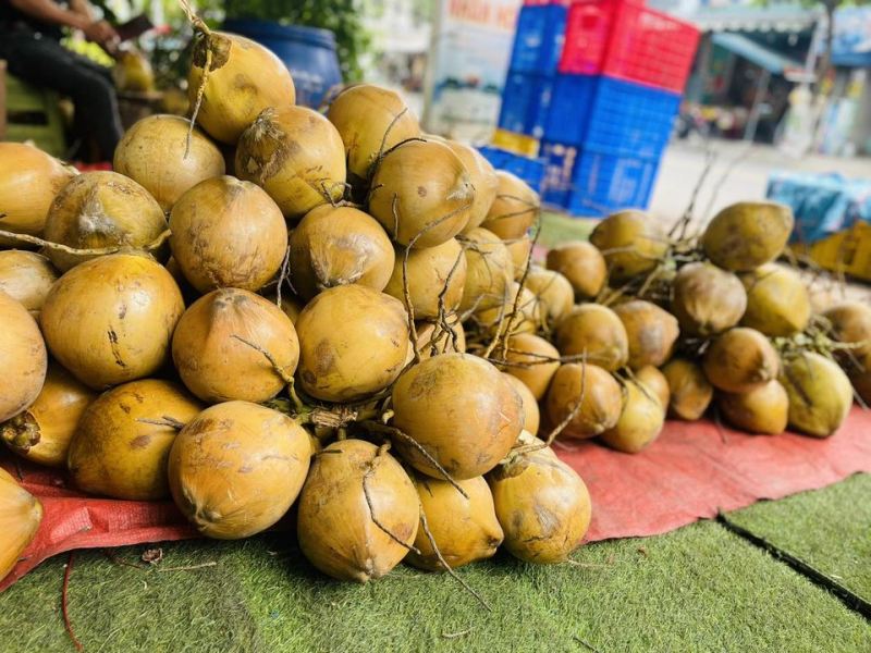 Dừa ở đây vô cùng bảo đảm và chất lượng và được nhiều người dân Đà Nẵng lựa chọn. Ngoài ra tại đây còn có món kem dừa vô cùng ngon. Khi bạn tìm kiếm một địa chỉ cung cấp sỉ dừa xiêm bến tre với giá bao rẻ bao chất lượng, ngọt nước, cơm dừa mềm dẻo.